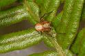 Oxyopes_variabilis_D7790_Z_89_North Stradbroke island_Australie